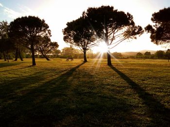 Trees on field against sky at sunset