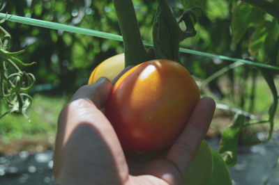 Cropped hand holding tomato