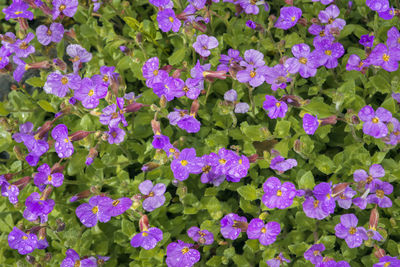 High angle view of purple flowering plants