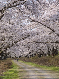 View of cherry blossom from road