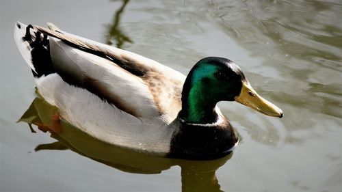 Close-up of mallard duck swimming in lake