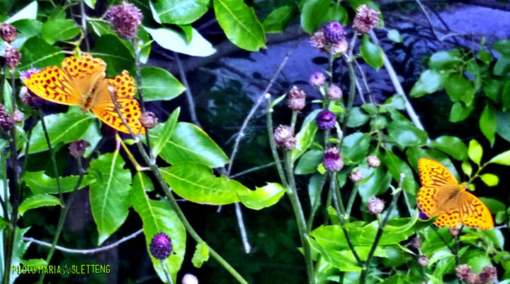 CLOSE-UP HIGH ANGLE VIEW OF BUTTERFLY ON PLANT