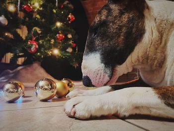 Close-up ofdog with christmas tree