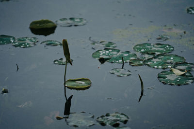 High angle view of lotus water lily in lake