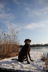 Dog looking away on snow covered land