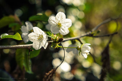 Close-up of white cherry blossom on tree