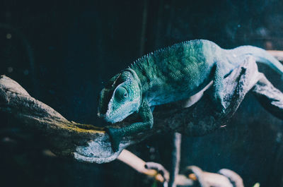 Close-up of fish swimming in aquarium