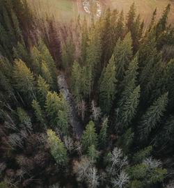 Pine tree in forest