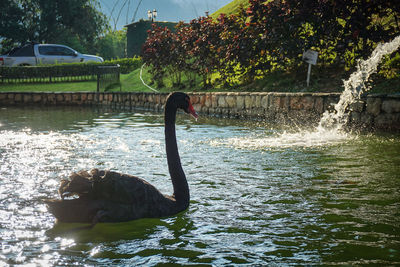 View of swan in lake