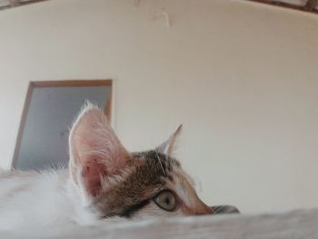 Close-up of a cat resting at home