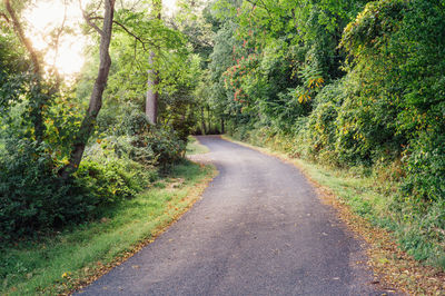 Road passing through forest