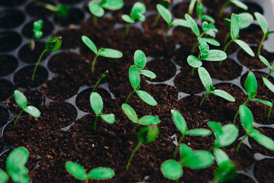 Close-up of green plants growing on field