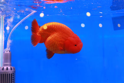 Close-up of fish in aquarium