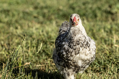 Close-up of bird on field