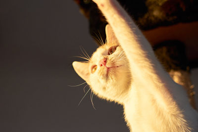 Close-up of cat looking away
