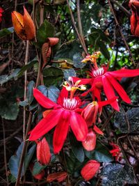 High angle view of red flowering plant