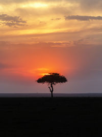 Beautiful sunset with a single tree in silhouette