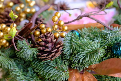 Close-up of christmas tree
