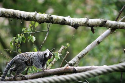 Close-up of monkey on tree