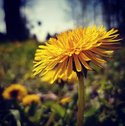 Close-up of yellow flower blooming in field