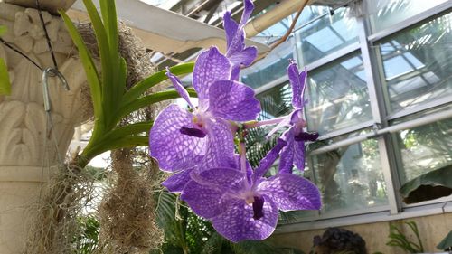 Close-up of purple flowers blooming