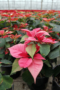 Close-up of pink flowers blooming outdoors