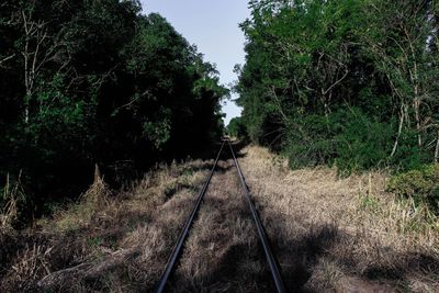 Railroad track amidst trees in forest