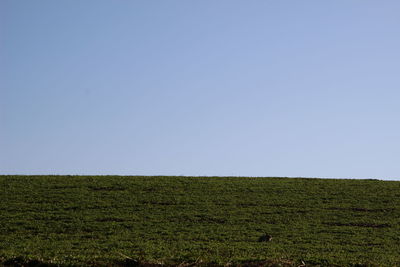 Scenic view of field against clear sky