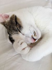 Close-up of cat sleeping on bed