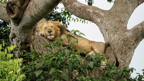 Low angle view of lion sleeping on tree