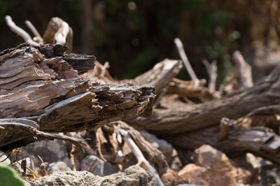 Close-up of dry tree trunks on field