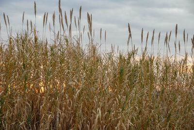 View of stalks in field against cloudy sky