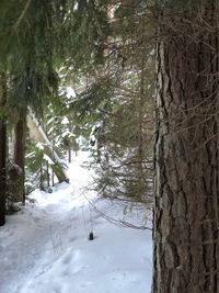 Trees in forest during winter