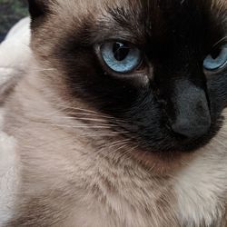 Close-up portrait of a cat