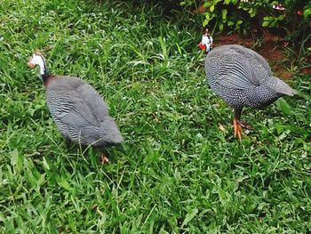 Birds on grassy field