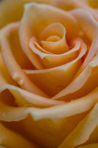 Close-up of rose flower