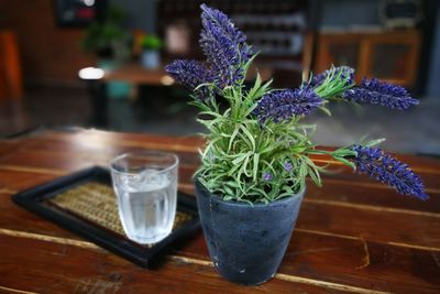 Close-up of potted plant on table