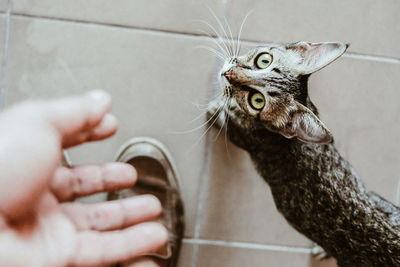 Midsection of a person gesturing a  cat
