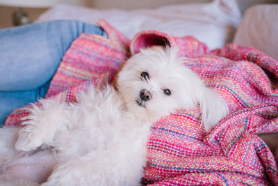 Close-up of dog relaxing on sofa at home