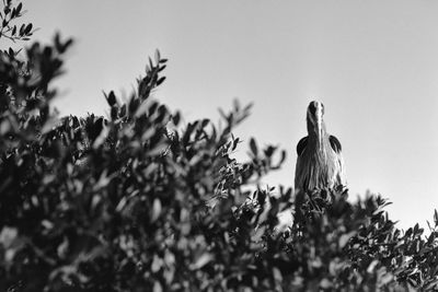 Low angle view of bird perching on plant against sky