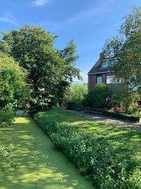 Trees and plants in garden