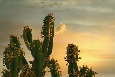 Close-up of cactus plant against sky during sunset