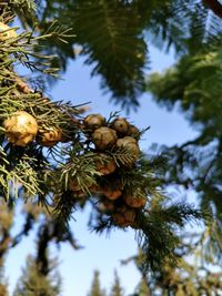 Low angle view of pine cones on tree