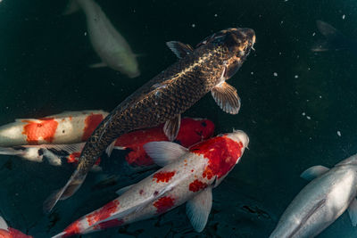 Fish swimming in sea