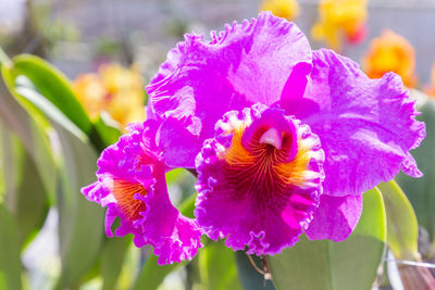 Close-up of purple iris flower