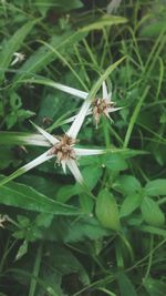 Close-up of spider on grass