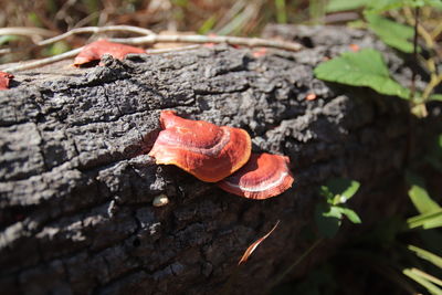 Close-up of red mushroom growing on plant