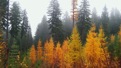 Trees in forest during sunset