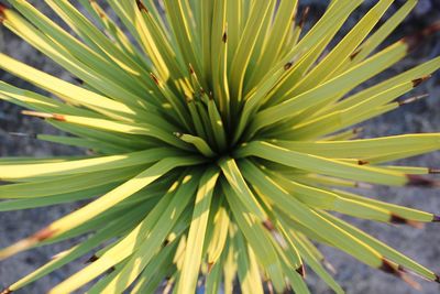 Close-up of plant