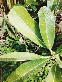 Close-up of green insect on plant
